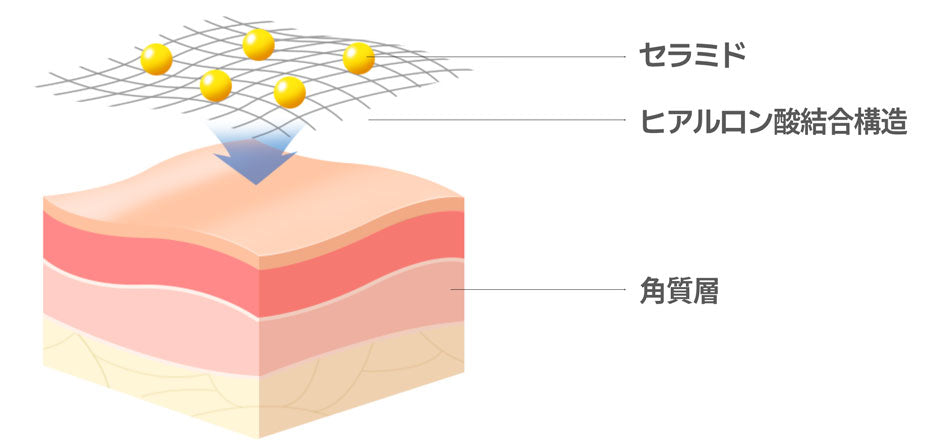 ceramide, hyaluronic Acid Combining structure, skin